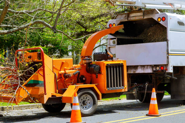 How Our Tree Care Process Works  in  Camino Tassajara, CA